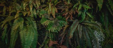 Soyut bir tasarıma ve yeşil yapraklardan oluşan yakın çekim doku grubuna sahip bir arka plan, tropikal yaprak ve doğa kavramı..