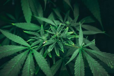 Koyu bir arka planda grup organik kenevir yaprakları. Bir bitkinin marihuana yaprakları.