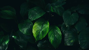 Tropik yeşil yaprakların dokusunu, soyut arkaplanı, doğa konseptini, koyu tonu kapat..