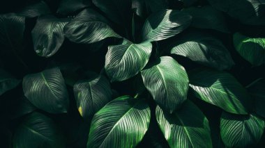 Close up tropical Green leaves texture and abstract background., Nature concept., dark tone.	