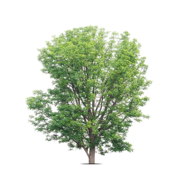 Tropiska Träd Isolerade Vit Bakgrund — Stockfoto