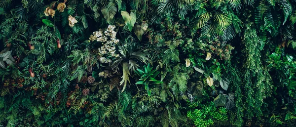 Tło Abstrakcyjnym Wzorze Zbliżenia Tekstury Zielonych Liści Liści Tropikalnych Koncepcji — Zdjęcie stockowe