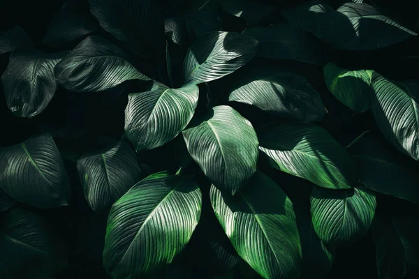 stock image A background with an abstract design and a close-up texture of green leaves., tropical leaf and Nature concept.	