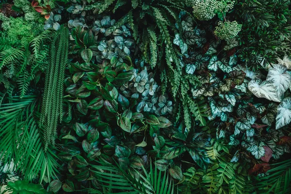 Zamknij Grupę Tła Tropikalnych Zielonych Liści Tekstury Abstrakcyjne Tło Koncepcja — Zdjęcie stockowe