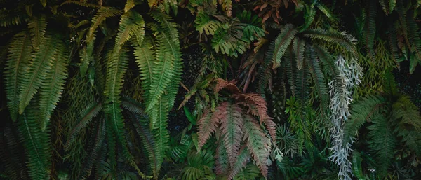 Tło Abstrakcyjnym Wzorze Zbliżonej Fakturze Grupy Zielonych Liści Liść Tropikalny — Zdjęcie stockowe