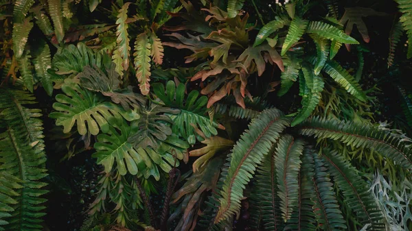 Фон Абстрактным Дизайном Крупным Планом Текстурной Группы Зеленых Листьев Тропический — стоковое фото