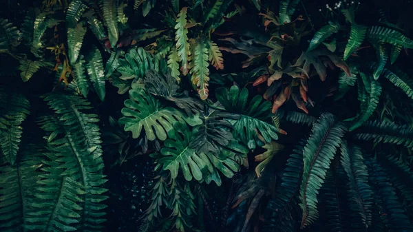 Close Tropical Green Leaves Texture Abstract Background Concepto Naturaleza Tono — Foto de Stock