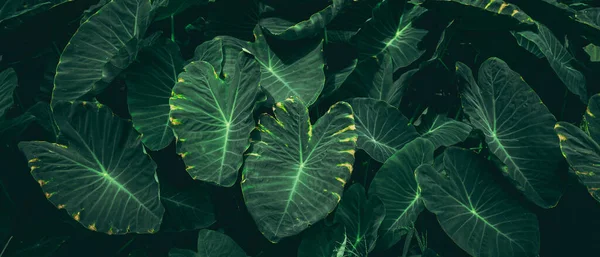 Háttér Egy Elvont Design Egy Közeli Textúra Zöld Levelek Trópusi — Stock Fotó