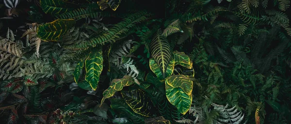 Tło Abstrakcyjnym Wzorze Zbliżenia Tekstury Zielonych Liści Liści Tropikalnych Koncepcji — Zdjęcie stockowe