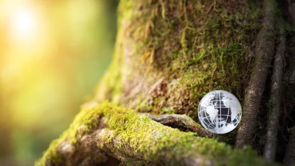 Kryształ Szklany Ziemia Zielony Mech Duży Drzewo Ekologia Koncepcja Środowiskowa — Zdjęcie stockowe
