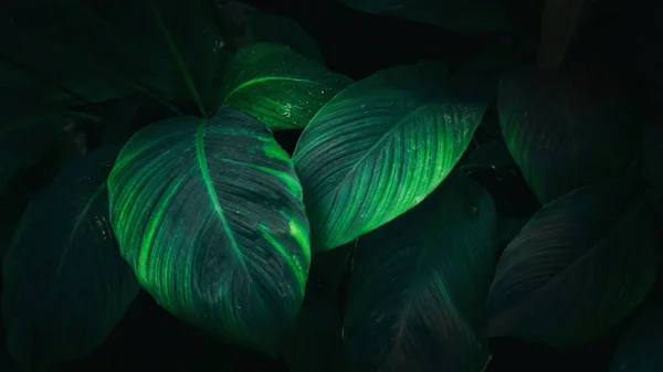 Close Tropical Green Leaves Texture Abstract Background Concepto Naturaleza Tono — Foto de Stock