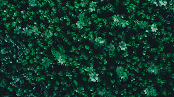 A background with an abstract design and a close-up texture of green leaves., tropical leaf and Nature concept.