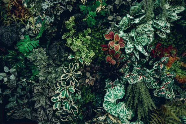 背景熱帯緑の葉のテクスチャと抽象的な背景のグループを閉じます 熱帯の葉の自然概念 ロイヤリティフリーのストック画像