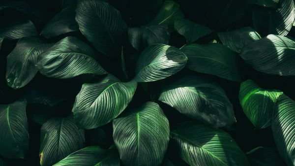 近距离观察热带绿叶纹理和抽象背景 自然概念 暗色调 图库图片