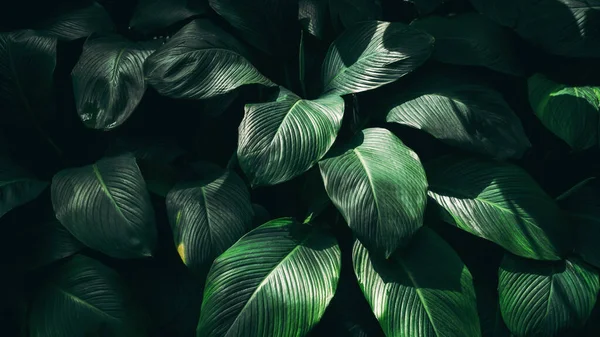 Close Tropical Green Leaves Texture Abstract Background Nature Concept Dark Obrazek Stockowy