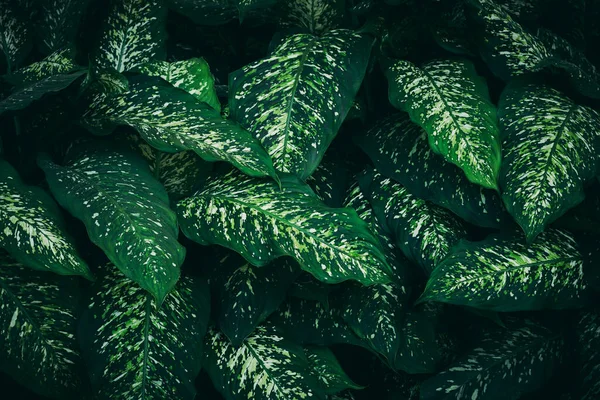 Zamknij Zielone Liście Tekstury Abstrakcyjne Tło Koncepcja Tła Natury Ciemny — Zdjęcie stockowe