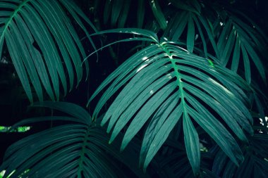 A background with an abstract design and a close-up texture of green leaves., tropical leaf and Nature concept.	