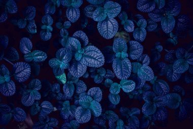 A background with an abstract design and a close-up texture of green leaves., tropical leaf and Nature concept.	