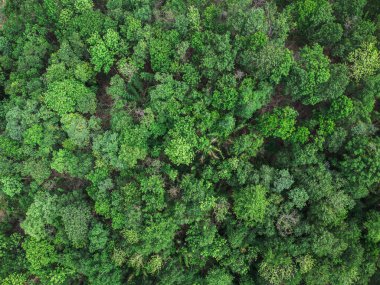 Dünyanın en tepedeki yeşil ormanı. Ekosistem ekolojisi sağlıklı çevre. Doğal arkaplan. 