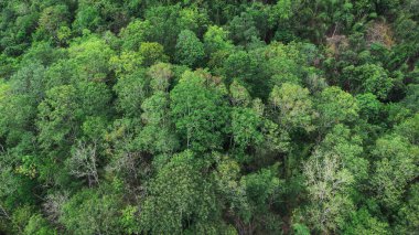 Dünyanın en tepedeki yeşil ormanı. Ekosistem ekolojisi sağlıklı çevre. Doğal arkaplan. 