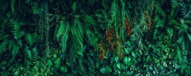 Yeşil yaprak grubu ve doğal arka plan. Tropikal yeşil yaprak dokusunu ve soyut yaprakları kapatın. Tropikal yaprak doğa kavramı.