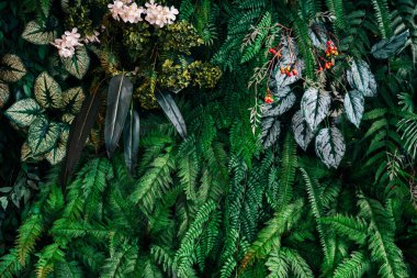 Arka plan tropik yeşil yaprak dokusu ve soyut arkaplan grubunu kapat. Tropikal yaprak doğa kavramı.