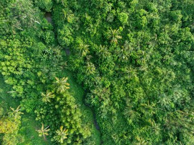 Dünyanın en tepedeki yeşil ormanı. Ekosistem ekolojisi sağlıklı çevre. Doğal arkaplan.