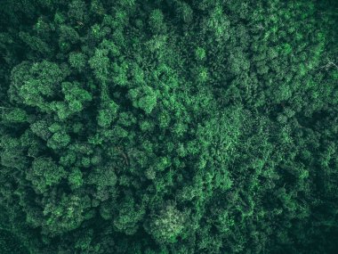 Dünyanın en tepedeki yeşil ormanı. Ekosistem ekolojisi sağlıklı çevre. Doğal arkaplan.