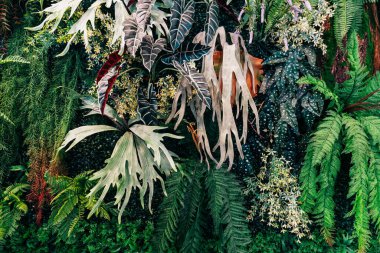 Bir grup tropikal yeşil yaprak dokusu. Doğal yeşil duvar kağıdı ve arka plan. Doğanın Yeşil Duvar Kağıdı.