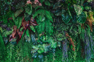 Arka plan tropik yeşil yaprak dokusu ve soyut arkaplan grubunu kapat. Tropikal yaprak doğa kavramı.