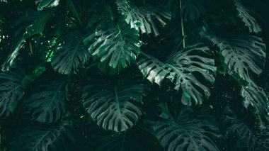 Bir grup tropikal yeşil yaprak dokusu. Doğal yeşil duvar kağıdı ve arka plan. Doğanın Yeşil Duvar Kağıdı.