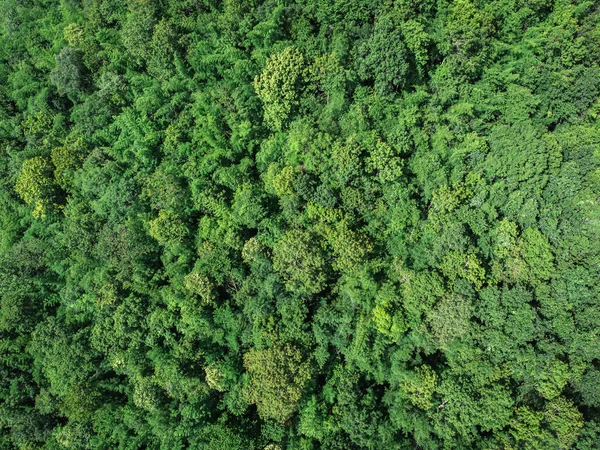 Topview green forest on the world. Ecosystem ecology healthy environment. Natural background.