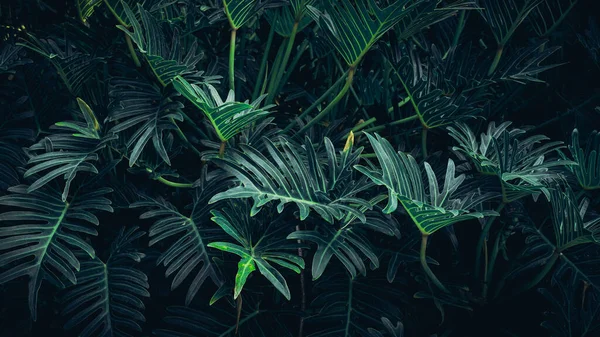 Arka plan tropik yeşil yaprak dokusu ve soyut arkaplan grubunu kapat. Tropikal yaprak doğa kavramı.