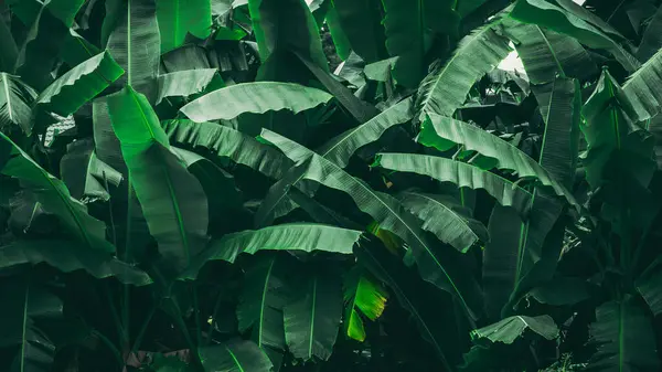 Konsystencja Liścia Tropikalnego Banana Zielony Liść Naturalne Tło Streszczenie Tekstury — Zdjęcie stockowe