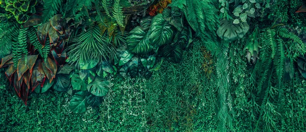 Arka plan tropik yeşil yaprak dokusu ve soyut arkaplan grubunu kapat. Tropikal yaprak doğa kavramı.