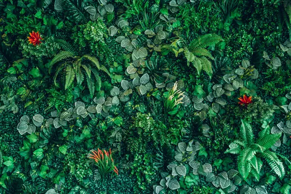 Close Group Background Tropical Green Leaves Texture Abstract Background Tropical Royalty Free Stock Images