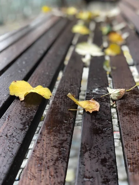 Yellow Autumn Leaves Bench Park Rain — Stock Photo, Image