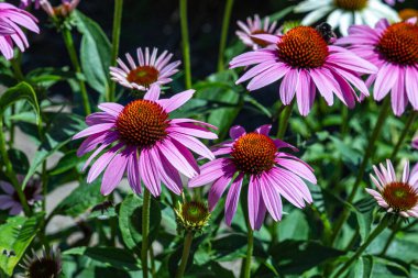 Görkemli mor koni çiçeği maksimum çiçeğiyle
