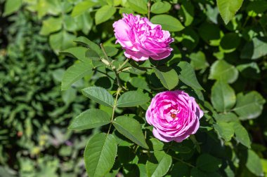 Göz kamaştırıcı gül maksimum çiçek açmış.