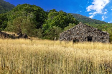 Sarı çimenli tarlaların manzarası