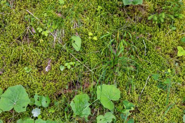 Alp Dağları 'na özgü Alp çayır ve çalılıkların fotoğrafı.