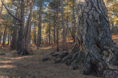 Volkanik taşlarla aydınlık orman yolu, Etna 'nın dingin ormanlık atmosferi.