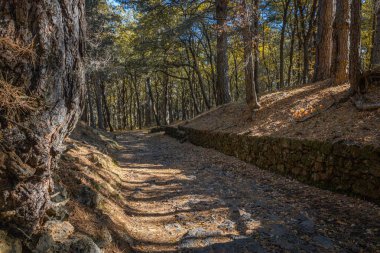 Volkanik taşlarla aydınlık orman yolu, Etna 'nın dingin ormanlık atmosferi.