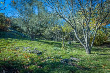 Volkanik taşlarla aydınlık orman yolu, Etna 'nın dingin ormanlık atmosferi.