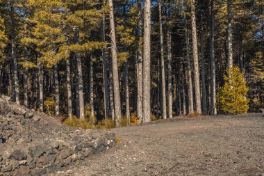 Volkanik taşlarla aydınlık orman yolu, Etna 'nın dingin ormanlık atmosferi.