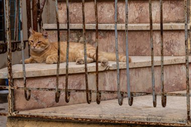 Mermer merdivenlerde dinlenen kedi, parmaklıkların arkasında.
