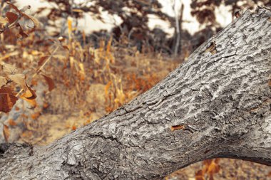 Orman zeminli kurumuş ağaç gövdesi