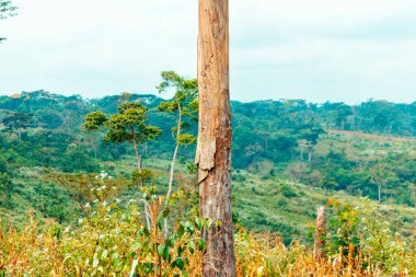 Orman geçmişi olan eski bir ağaç gövdesi.