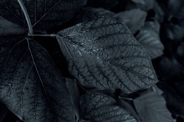 Ormanda siyah beyaz ıslak bir yaprağın yakın görüntüsü.