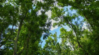 Orman ya da park ağaçları. Doğa yeşil ahşap gökyüzü arkaplanı.
